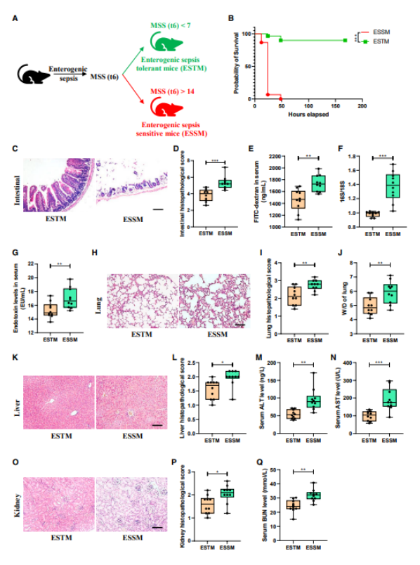 肠道菌群代谢物米拉普仑可通过调节AHR/ILC3/IL-22信号增强肠源性脓毒症耐受性