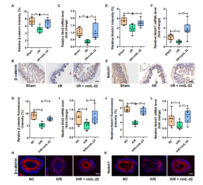 先天性全身性脂肪萎缩症