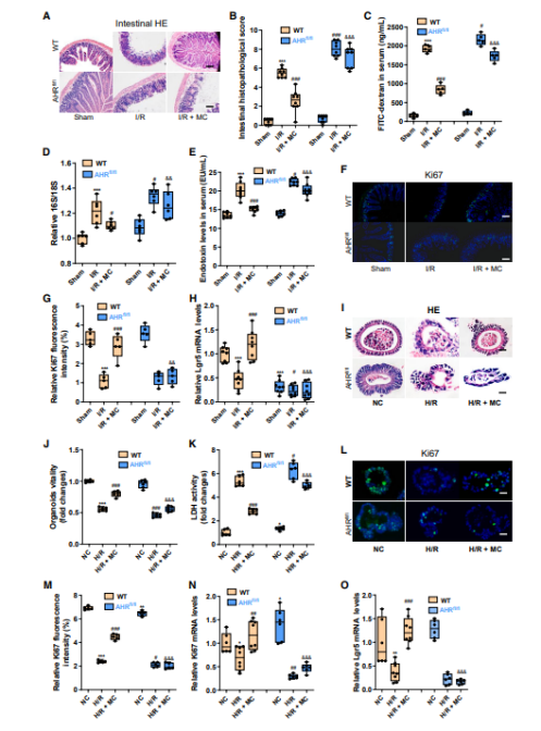 先天性全身性脂肪萎缩症