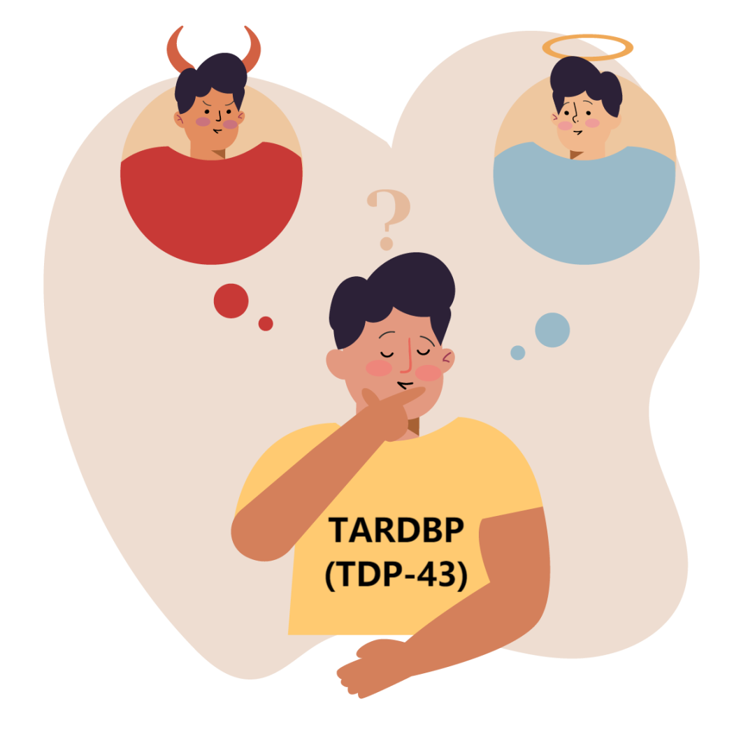 与渐冻症ALS息息相关的致病基因TARDBP是天使还是魔鬼