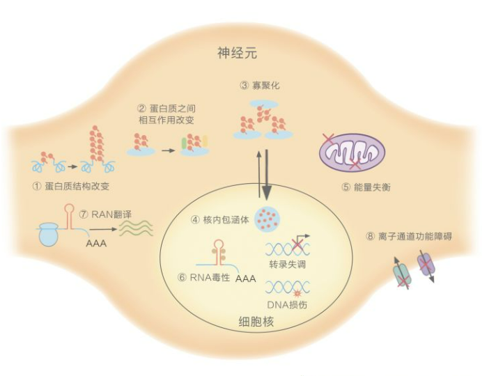 遗传性脊髓小脑共济失调 