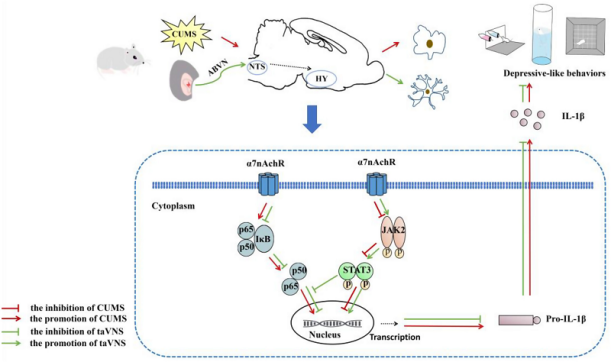 中医科学院团队解析经皮耳迷走神经刺激抗抑郁的分子机制 中医科学院团队解析经皮耳迷走神经刺激抗抑郁的分子机制