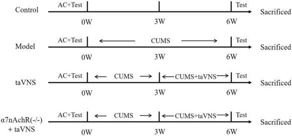 中医科学院团队解析经皮耳迷走神经刺激抗抑郁的分子机制 中医科学院团队解析经皮耳迷走神经刺激抗抑郁的分子机制