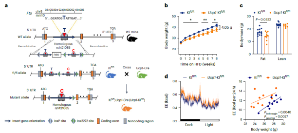 FTO基因变异rs1421085 FTO基因变异rs1421085