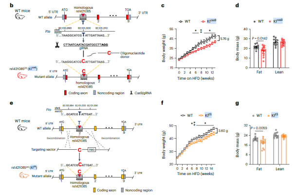FTO基因变异rs1421085 FTO基因变异rs1421085