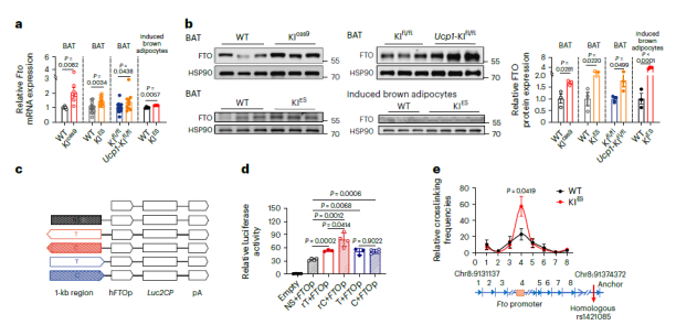 FTO基因变异rs1421085 FTO基因变异rs1421085