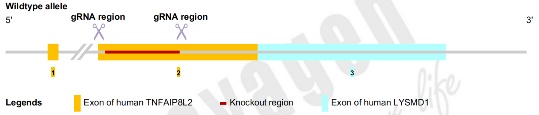 iPSC基因编辑 iPSC基因编辑