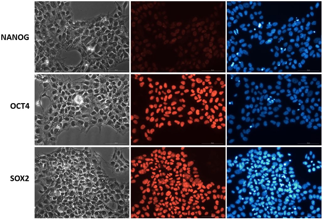 iPSC-hTNFAIP8L2-KO干性检测