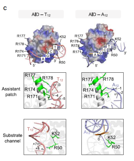 DNA柔性在抗体基因超突变中的作用
