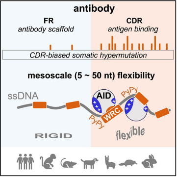DNA柔性在抗体基因超突变中的作用