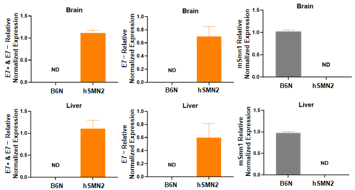 hSMN2全基因组人源化模型验证数据