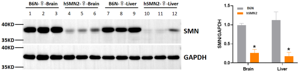 hSMN2全基因组人源化模型验证数据