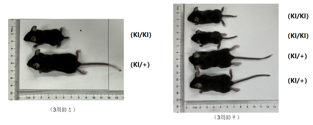 基因SMN2如何实现一场配角式逆袭