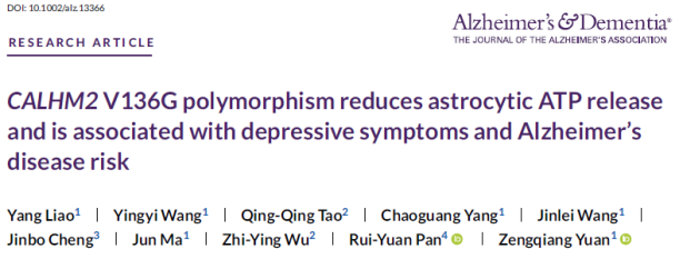 袁增强研究团队首次证实抑郁症可增加阿尔茨海默症风险
