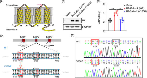 袁增强研究团队首次证实抑郁症可增加阿尔茨海默症风险