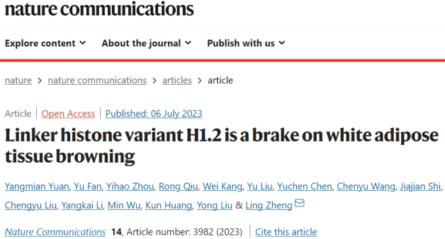 组蛋白变体H1.2调控脂肪组织产热