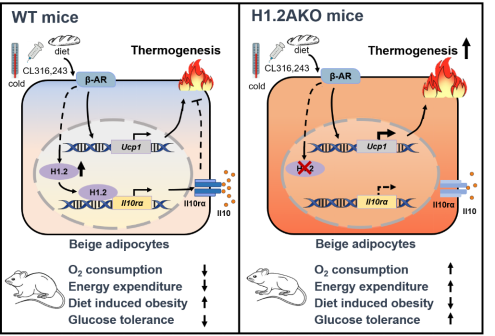 组蛋白变体H1.2调控脂肪组织产热