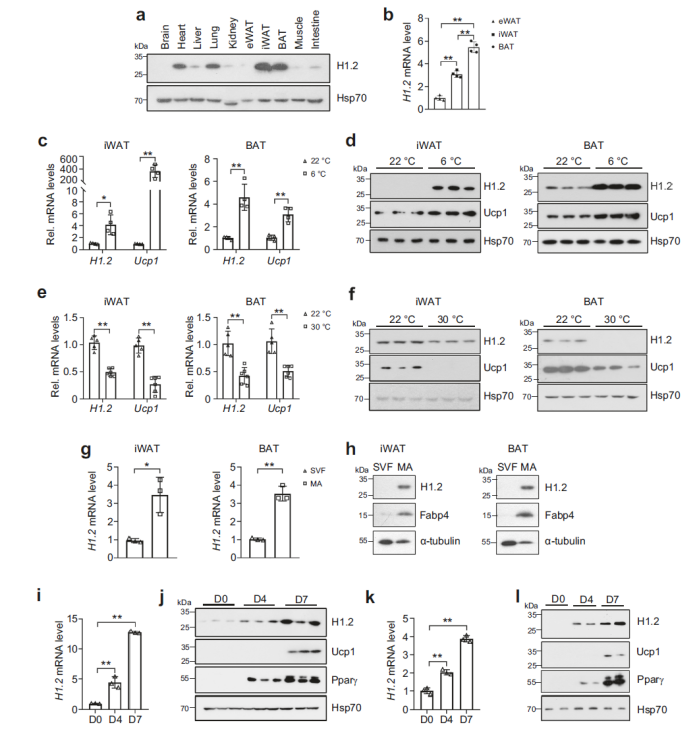 防控肥胖新靶标