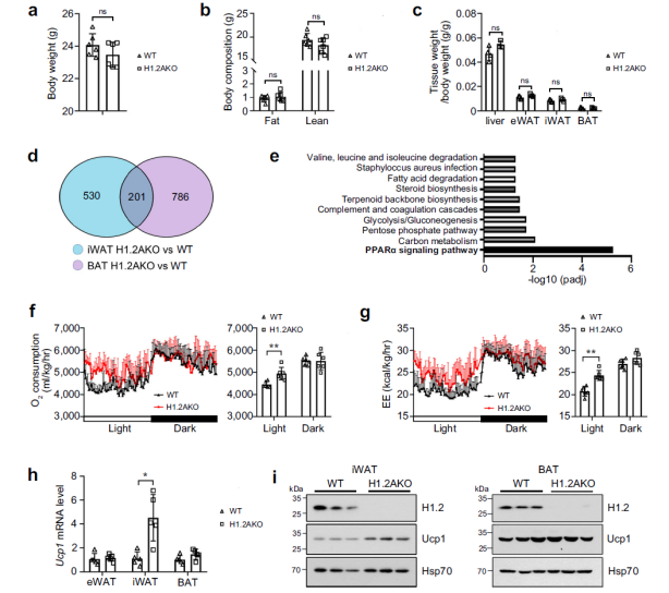 防控肥胖新靶标
