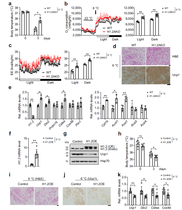 防控肥胖新靶标