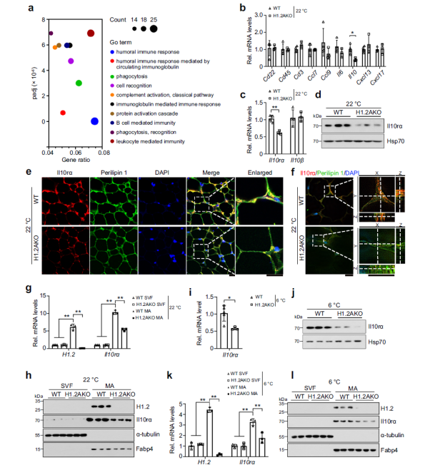 防控肥胖新靶标