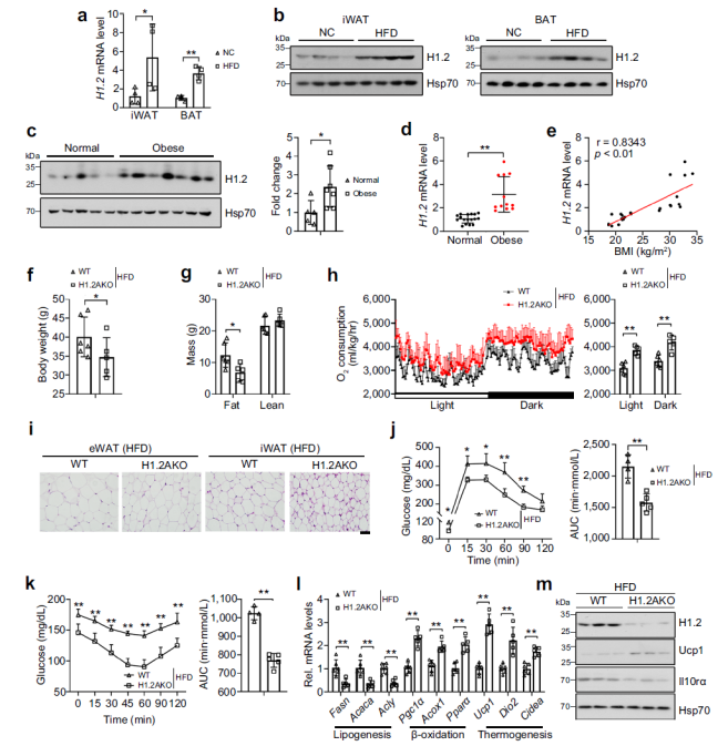 防控肥胖新靶标