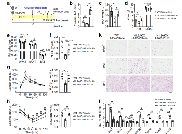 防控肥胖新靶标