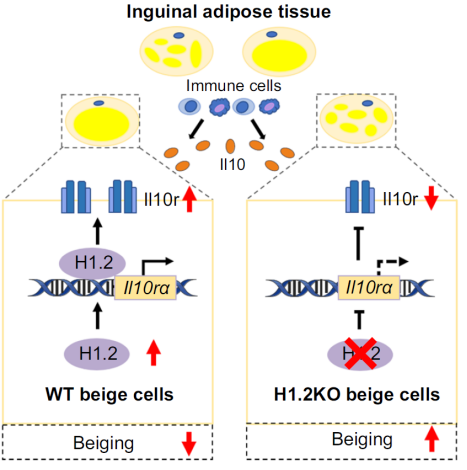 防控肥胖新靶标