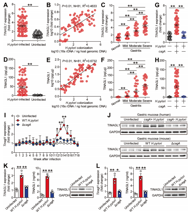 重要病原菌感染免疫致病机制
