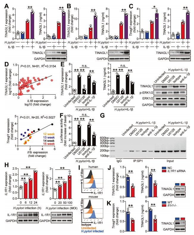重要病原菌感染免疫致病机制