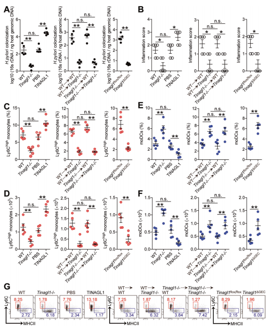 重要病原菌感染免疫致病机制