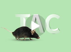 主动脉弓缩窄（TAC）模型