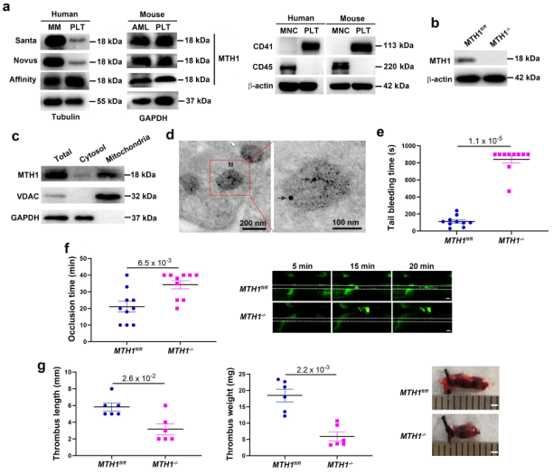 血小板线粒体氧化损伤修复的新机制