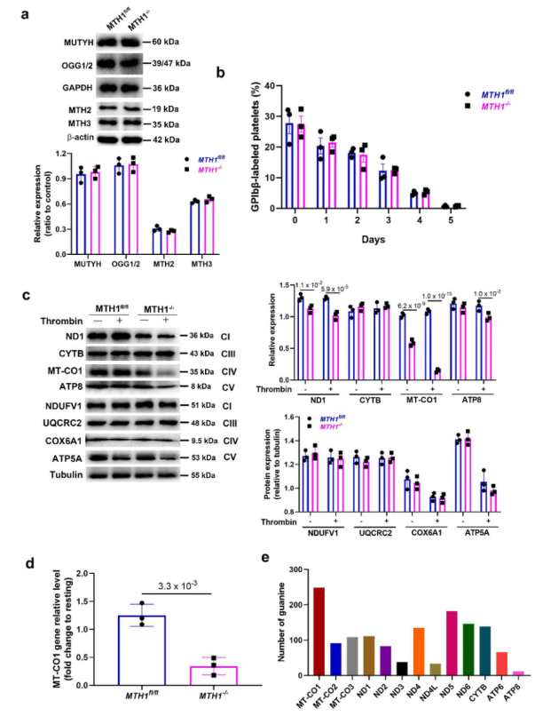 血小板线粒体氧化损伤修复的新机制