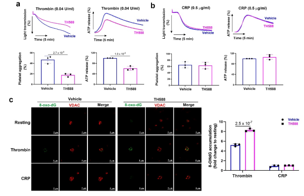 MTH1在人血小板功能中的作用