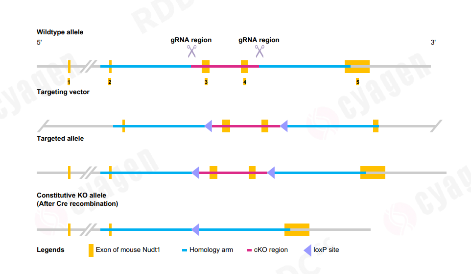 Nudt1（Mth1）条件性基因敲除小鼠