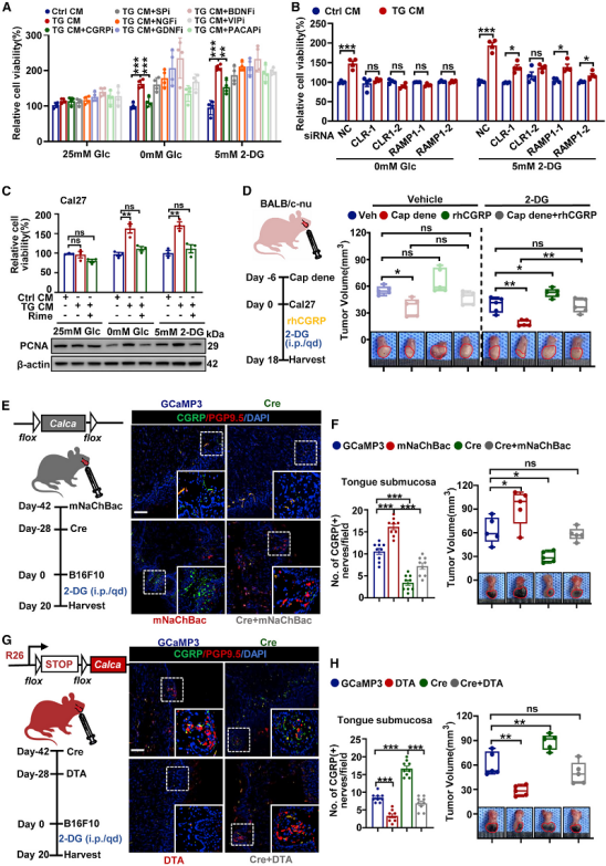 癌细胞借助神经来对抗饥饿疗法