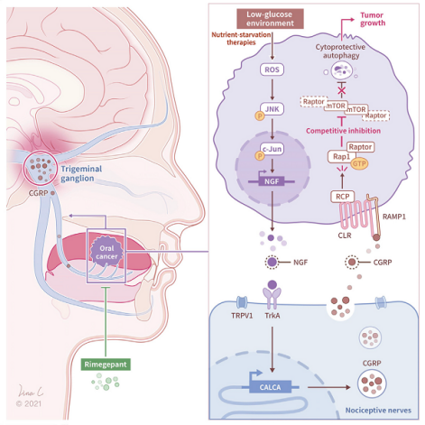 癌细胞借助神经来对抗饥饿疗法