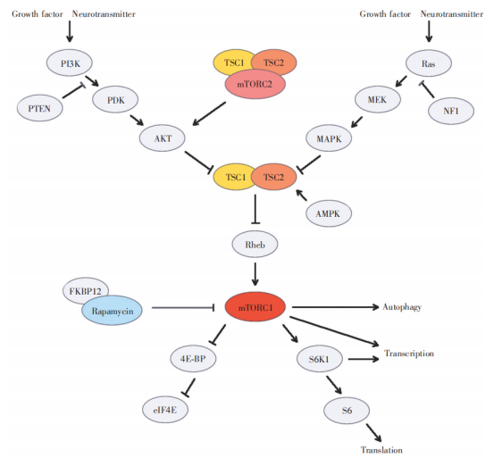 结节性硬化症 结节性硬化症