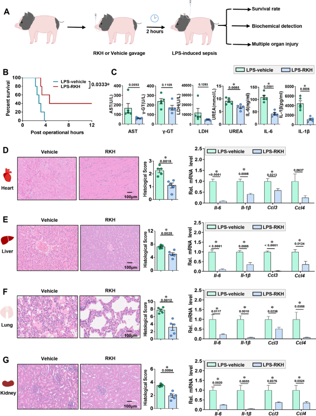 新型三肽对致死性脓毒症的保护作用 新型三肽对致死性脓毒症的保护作用