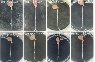小鼠血脂生化指标