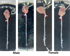 小鼠血脂生化指标