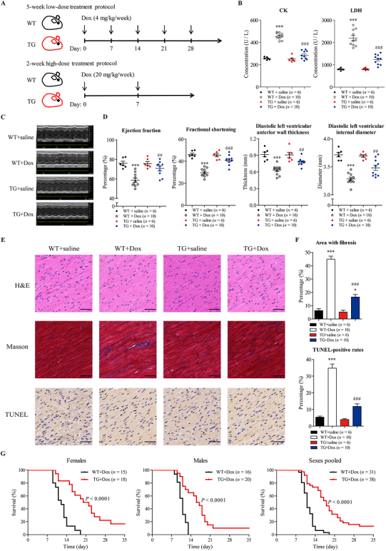 蒽环类药物的心脏毒性