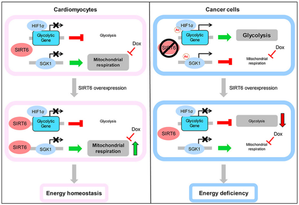 蒽环类药物的心脏毒性