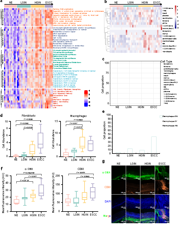 食管鳞状上皮癌前病变