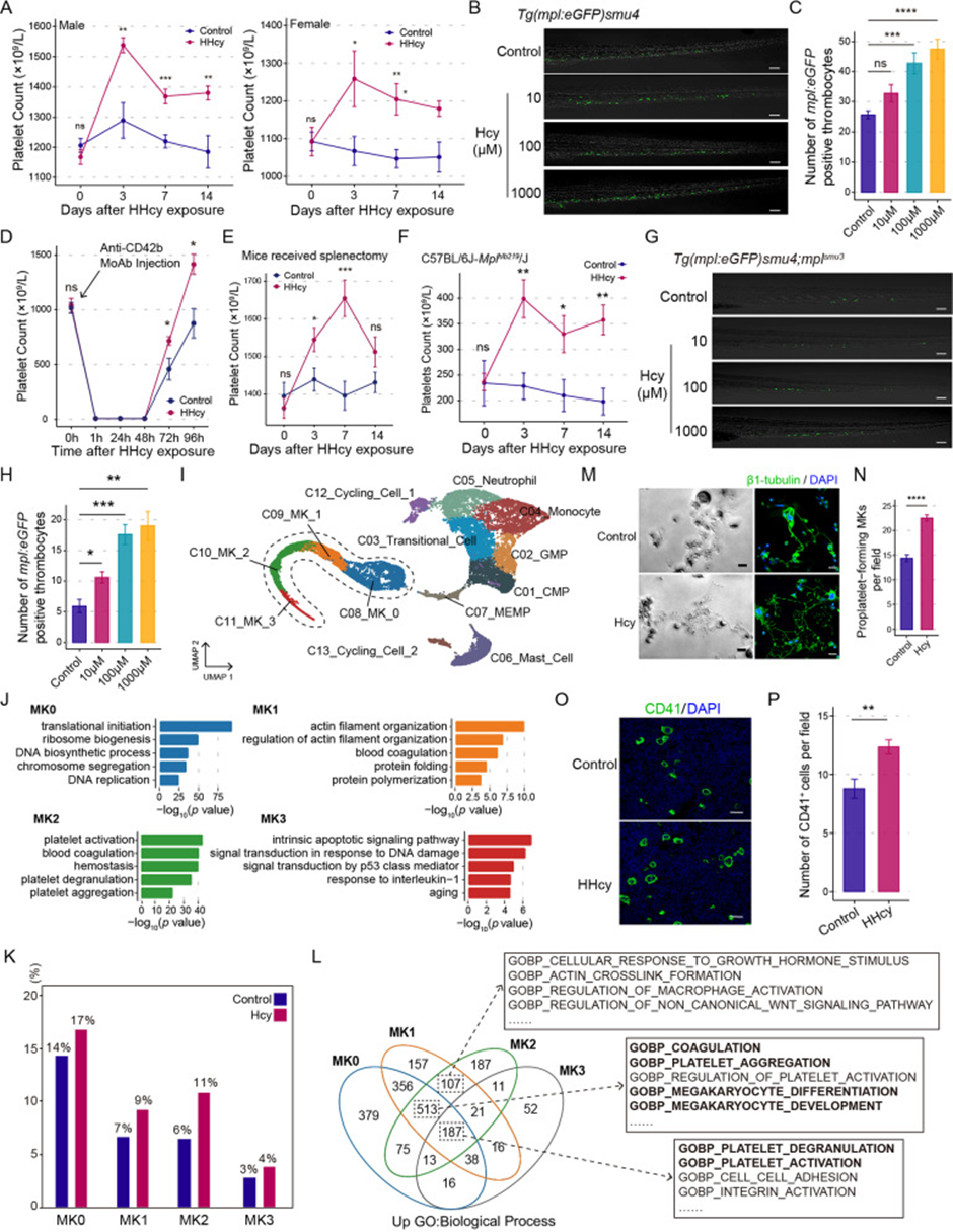 巨核细胞分化和血小板生成的调控新机制 巨核细胞分化和血小板生成的调控新机制