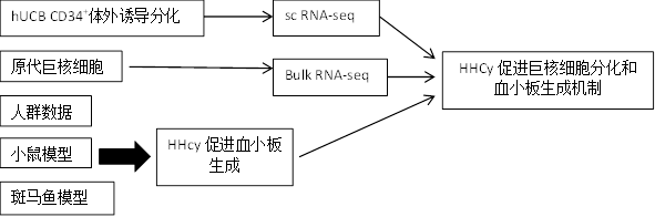 巨核细胞分化和血小板生成的调控新机制 巨核细胞分化和血小板生成的调控新机制