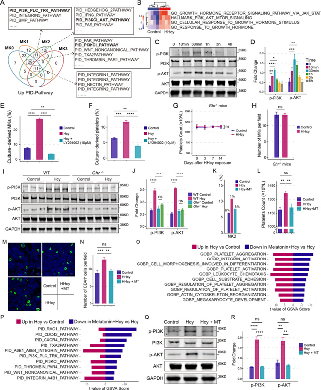 巨核细胞分化和血小板生成的调控新机制 巨核细胞分化和血小板生成的调控新机制