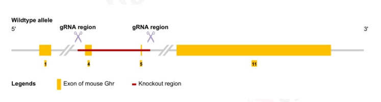 南方医科大学聂静团队发现巨核细胞分化和血小板 南方医科大学聂静团队发现巨核细胞分化和血小板