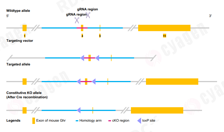南方医科大学聂静团队发现巨核细胞分化和血小板